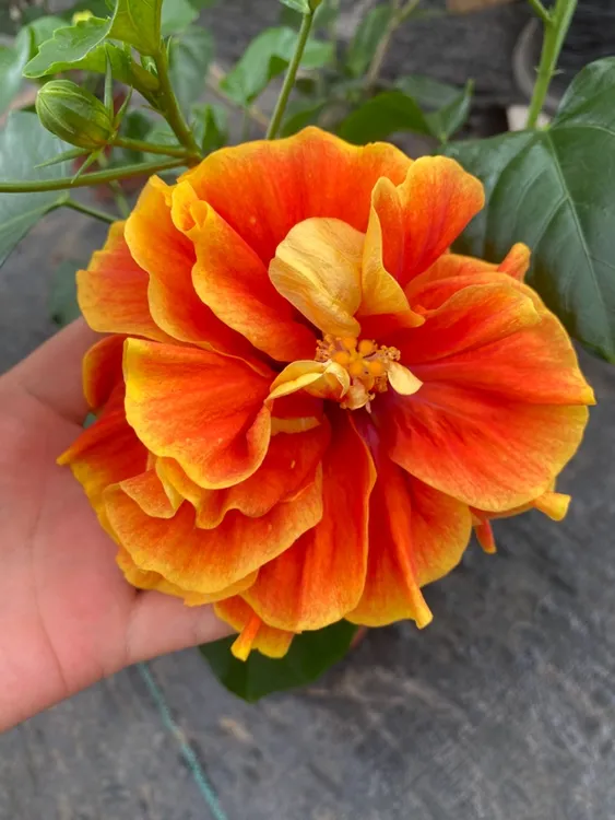 丹麦木槿阿波罗（嫁接独杆棵型，带花苞发货，换盆无售后）