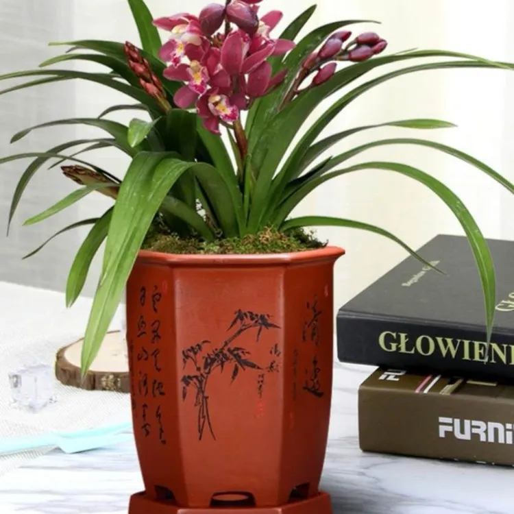 建兰状元红带花苞兰花苗开花浓香室内好养四季室内绿植推荐客厅