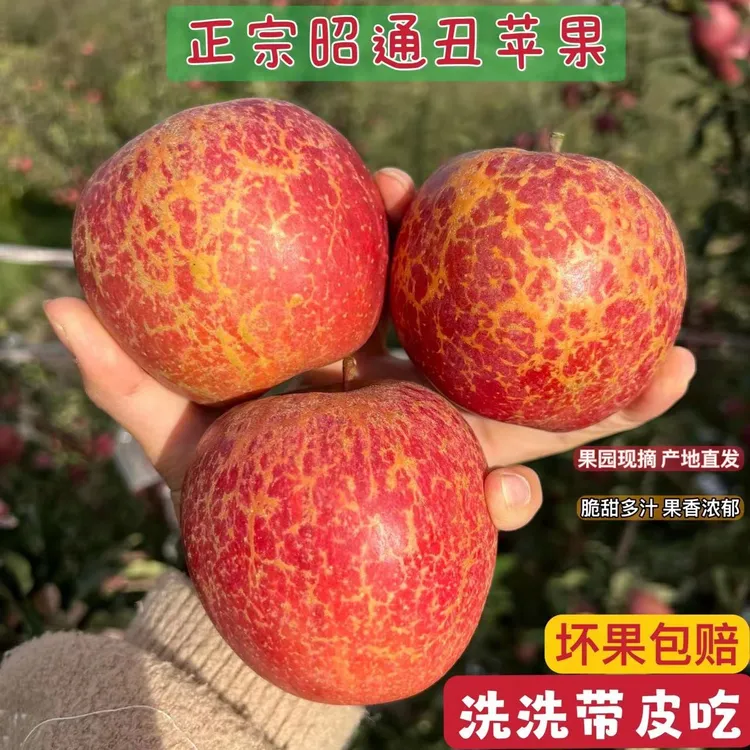 【当季】正宗云南昭通苹果新鲜水果现摘现发丑苹果脆甜多汁整箱包邮商品图