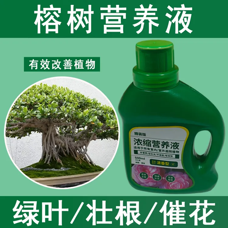 榕树营养液通用型榕树专用营养液花肥绿植烂根植物肥料生根治黄叶
