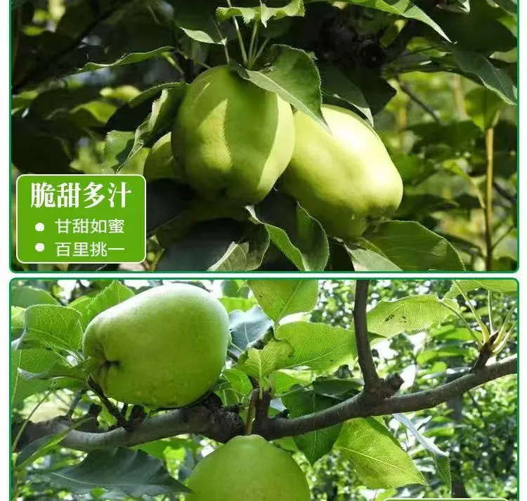 原生态果园甘肃早酥梨成熟脆甜多汁当季薄皮新鲜水果甘甜整箱包邮