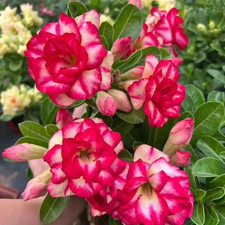 沙漠玫瑰老桩，四季开花，耐旱耐高温好养易活，室内庭院