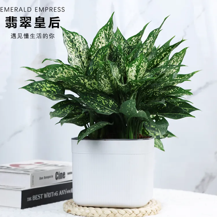翡翠皇后竹芋绿植盆栽观叶植物室内易养活四季常青净化空气 美观