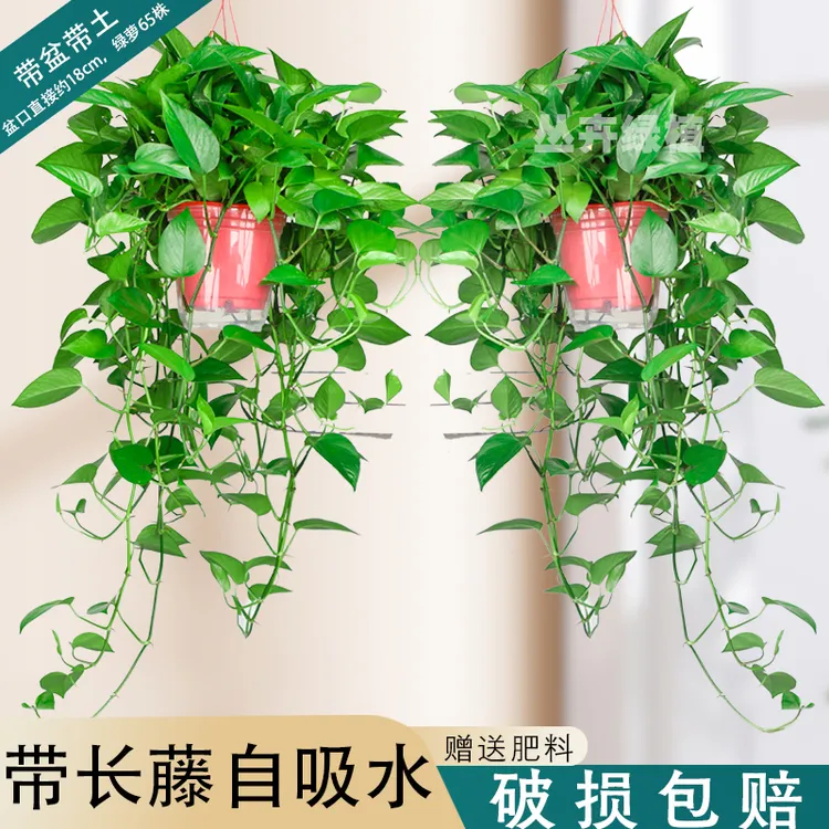 大叶绿萝长藤大盆室内盆栽除甲醛植物生长办公室绿植水培吊兰绿箩