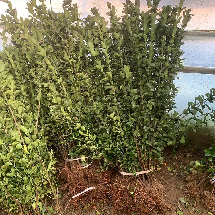 四季常青冬青树苗直立北海道庭院篱笆苗耐寒植物大叶黄杨绿篱绿化