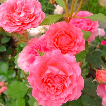 欧月珊瑚果冻月季花苗大花浓香四季开花阳台庭院盆栽花卉冬季白色