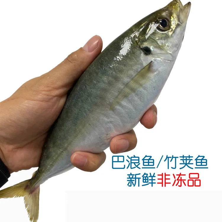 蝶鲜养殖巴浪鱼10条装新鲜海鲜盐焗刺身竹荚鱼东山岛土豪高端特产商品图