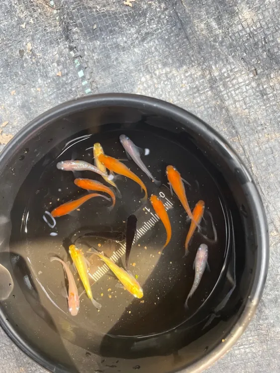 观背青鱂练手混搭30条