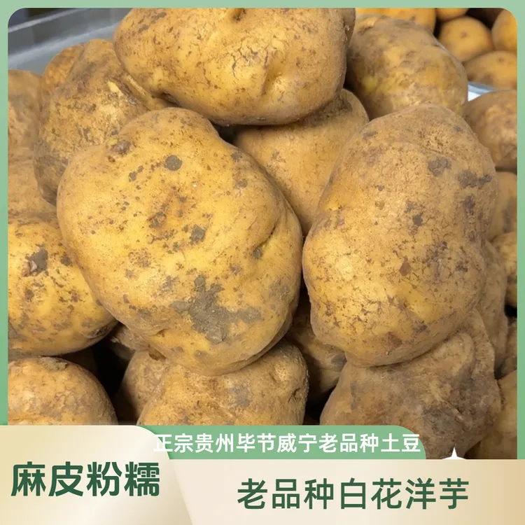 【老品种米拉洋芋】正宗贵州毕节威宁老本土麻皮粉糯香甜土豆马铃薯
