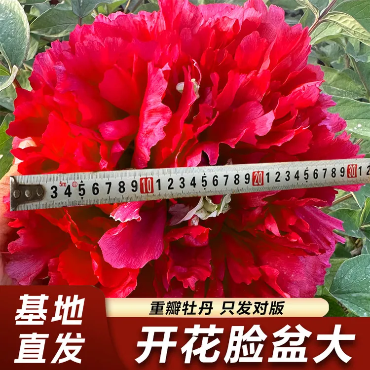 正宗洛阳观赏牡丹花苗大花多层重瓣老桩花卉耐寒易活