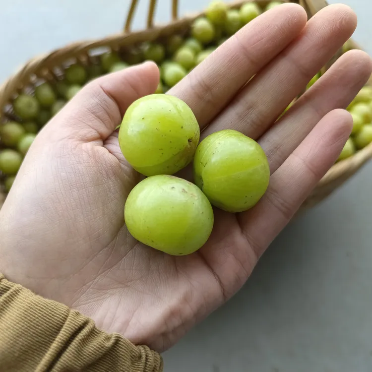 云南滇橄榄橄榄果青皮余甘油柑子新鲜特产水果孕妇酸果泡酒