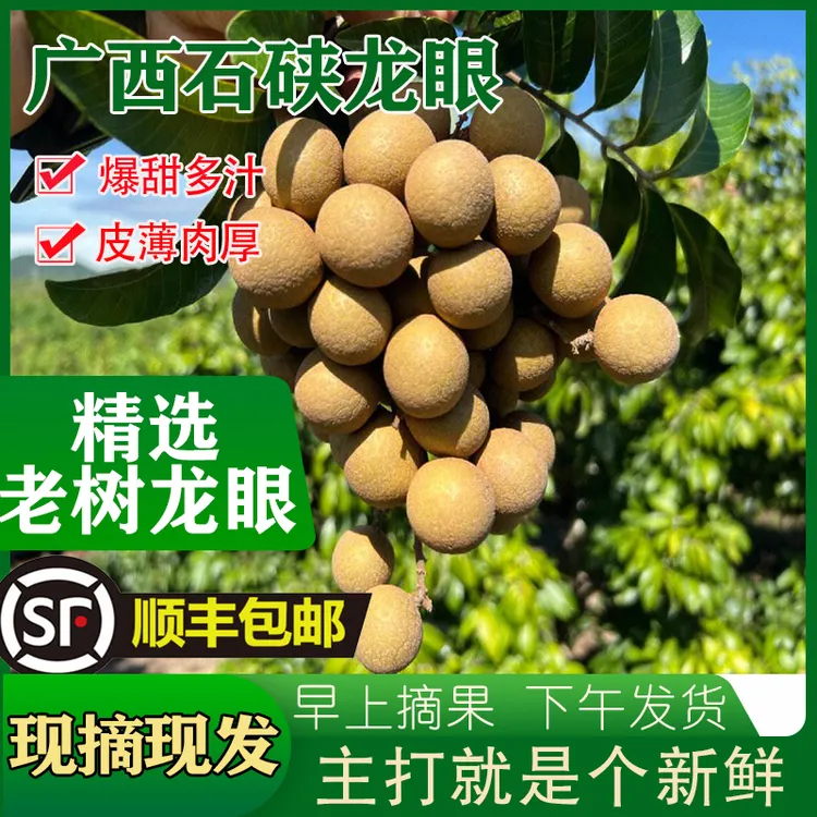 丹松拾忆【顺丰】现摘新鲜石硖龙眼广西平南脆甜老树龙眼桂圆肉厚