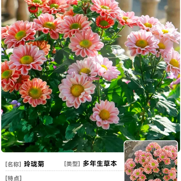 【玲珑菊】花苞荷兰菊花苗花卉四季开花室内庭院阳台绿植物千头菊