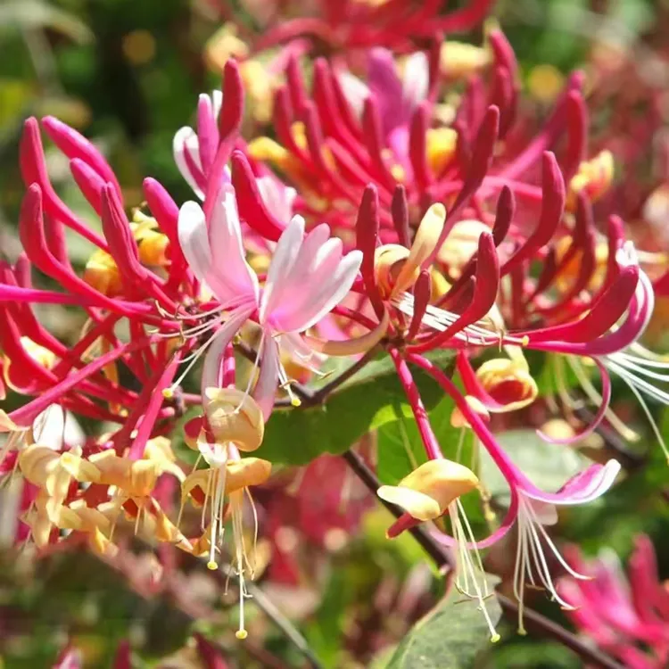 金银花老桩四季开花耐寒植物花卉盆栽地栽阳台庭院种植可爬藤