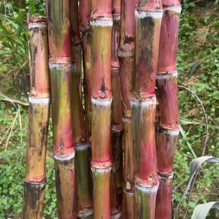云南脆皮甘蔗红皮甘蔗脆甜多汁甘蔗好吃