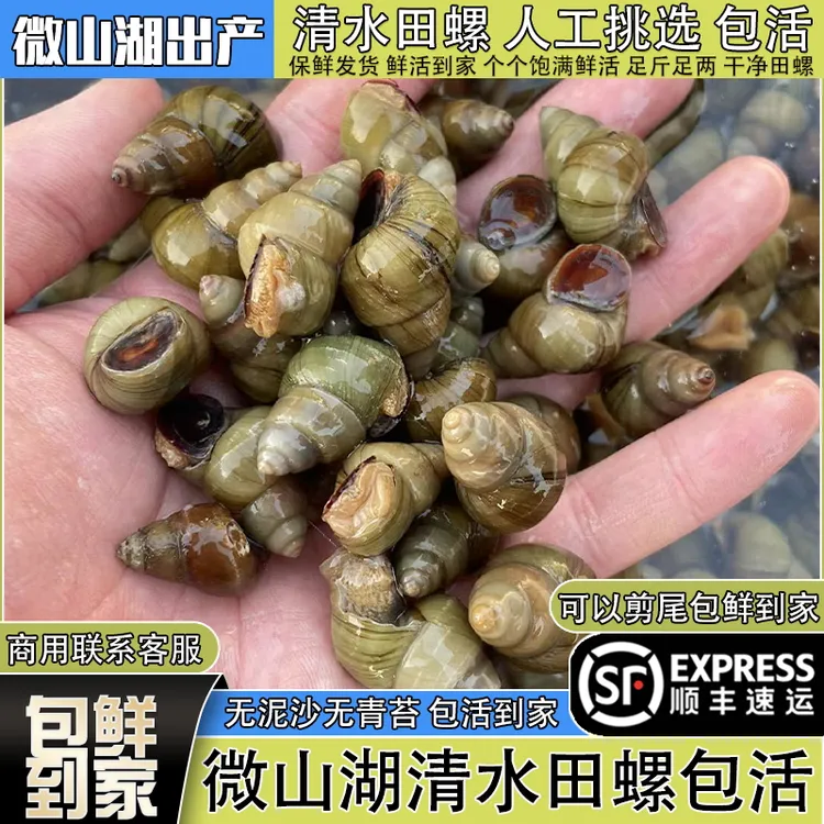顺丰微山湖干净清水田螺新鲜活体包活的螺丝石螺可剪尾螺蛳肉商用