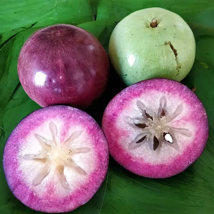 牛奶果树苗 四季开花结果 口感蜜甜