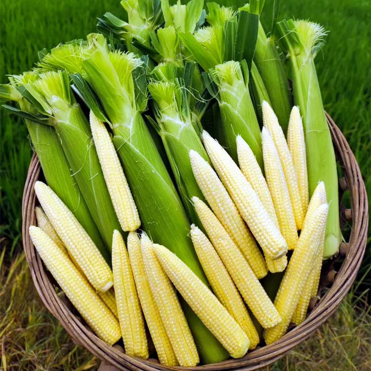 广西玉米笋新鲜带皮迷你玉米芯嫩金黄非拇指金黄2斤3斤5斤9斤批发