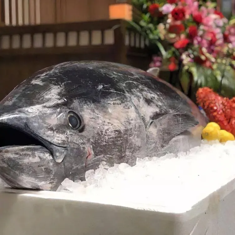 大蓝鳍金枪鱼海钓刺身级生鱼片超低温深海鱼