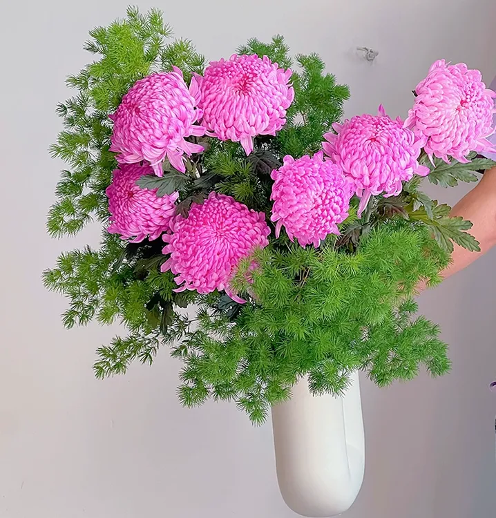 【牡丹菊】沈阳晓全花行人间富贵花牡丹菊多色东北鲜花
