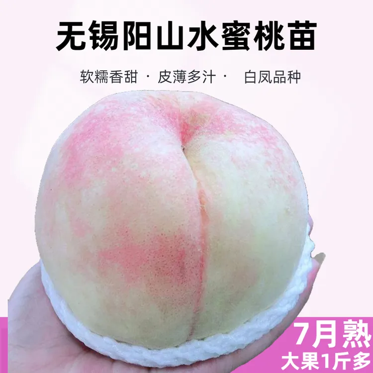 无锡阳山水蜜桃苗白凤湖景桃树苗嫁接地栽桃树苗南方北方种植桃苗商品图