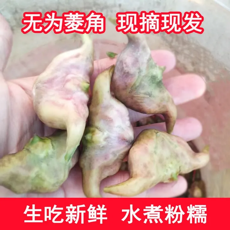 顺丰安徽无为特产新鲜老菱角 两角菱角四角菱角  现摘3斤起包邮