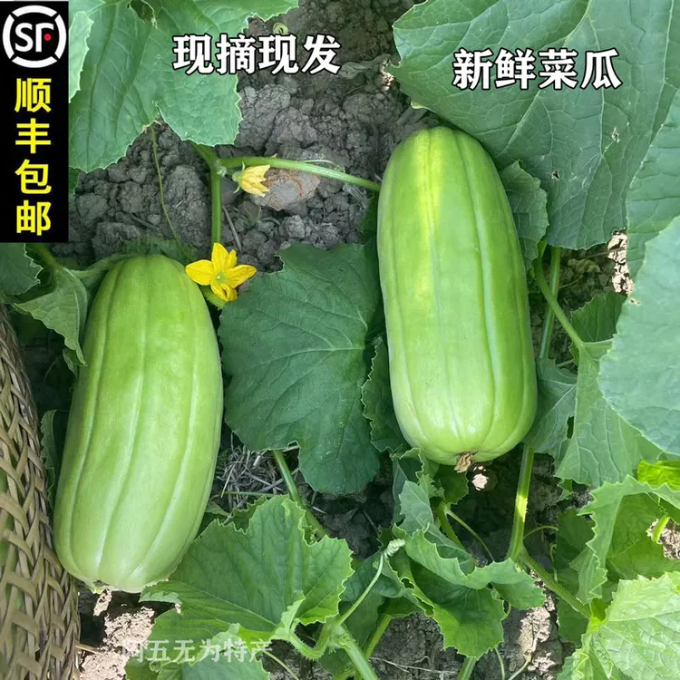 安徽无为特产新鲜蔬菜菜瓜烧瓜捎瓜非甜瓜可生吃可凉拌2斤5斤包邮