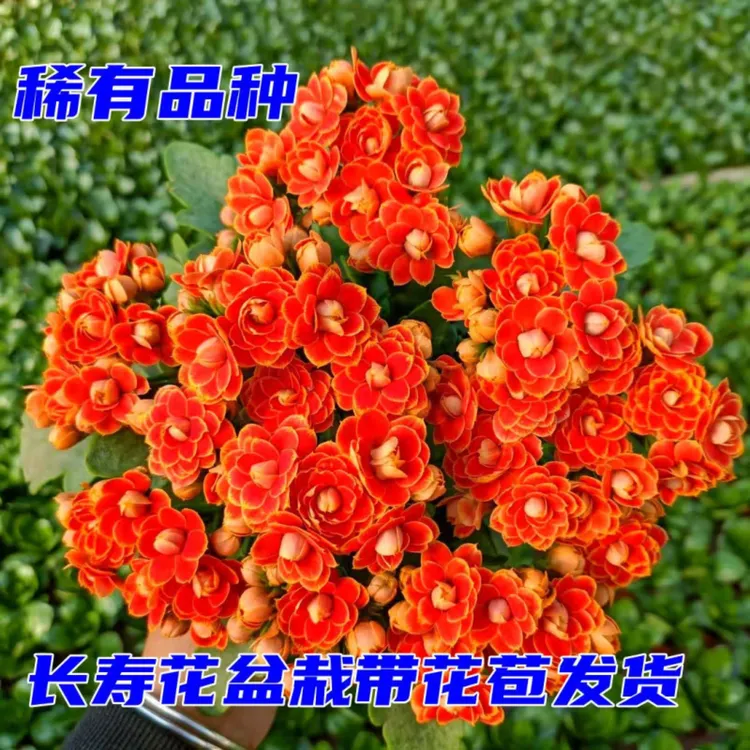 金狐狸长寿花四季开花室内外盆栽观花植物好养带花苞稀有