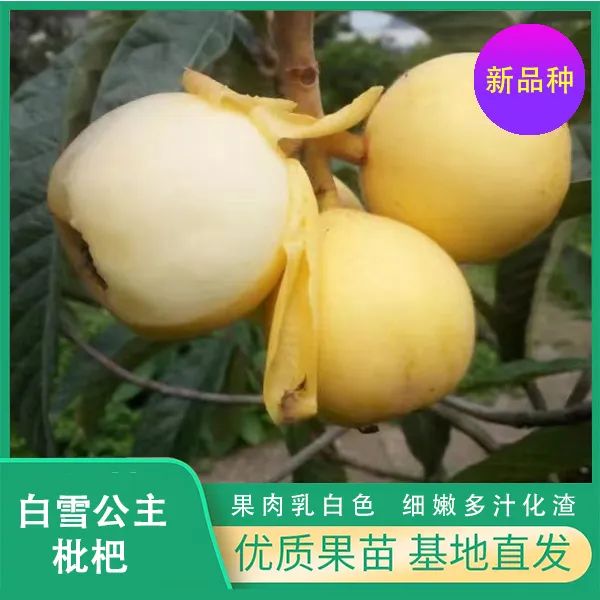 正宗白雪公主枇杷苗白肉枇杷苗新品种枇杷苗