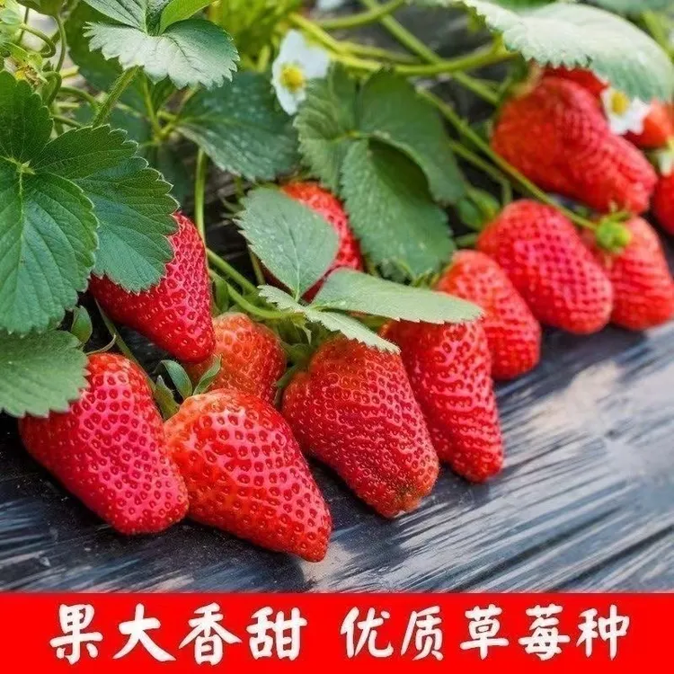 四季奶油草莓种子食用香甜大果草莓新手易种阳台盆栽水果蔬菜种籽