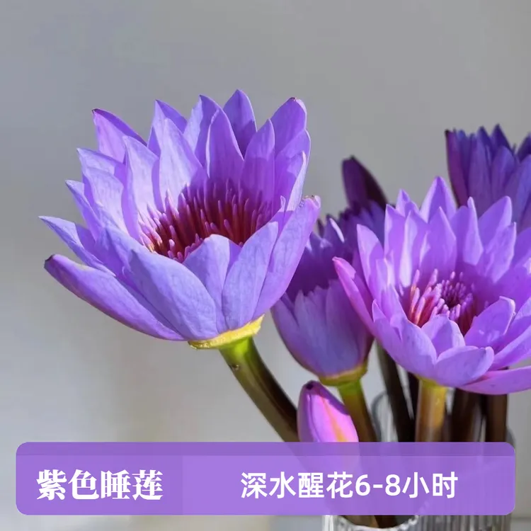 紫色睡莲广州睡莲鲜花家庭室内花瓶水养绿植鲜切花家用新鲜鲜花