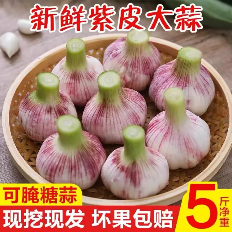 AA河南新鲜蒜紫皮蒜鲜辣蒜头糖醋腊八蒜蔬菜农家种植1/3/5斤鲜嫩