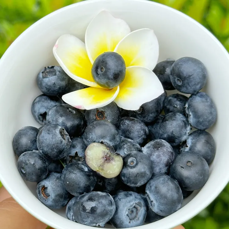 云南新鲜蓝莓18mm➕起脆甜可口果味浓郁9甜1酸【必须冷藏】后吃更佳