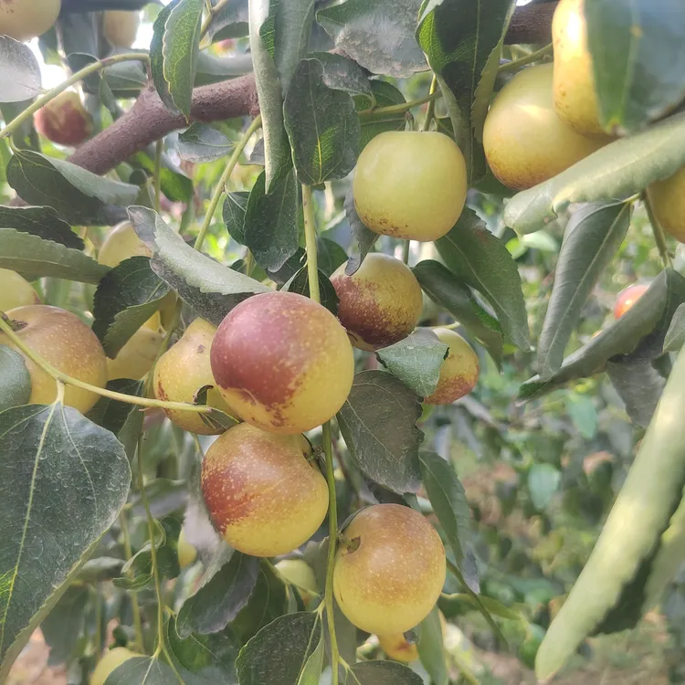 山西二代冬枣更脆更甜更大