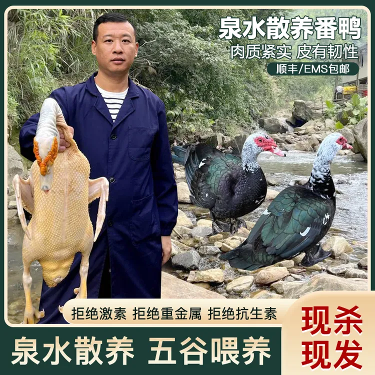 散养吃五谷杂粮番鸭土鸭净重6斤左右