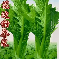 【蔬菜种子满5包送1】甜芥菜种子四季高产花边芥菜阳台蔬菜种子盆