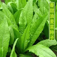 【蔬菜种子满5包送1】油麦菜种子四季播青菜种籽仔菜籽盆栽籽种蔬