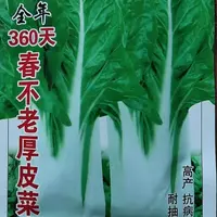 春不老厚皮菜种子白梗甜菜牛皮菜种籽耐寒四季易种蔬菜种