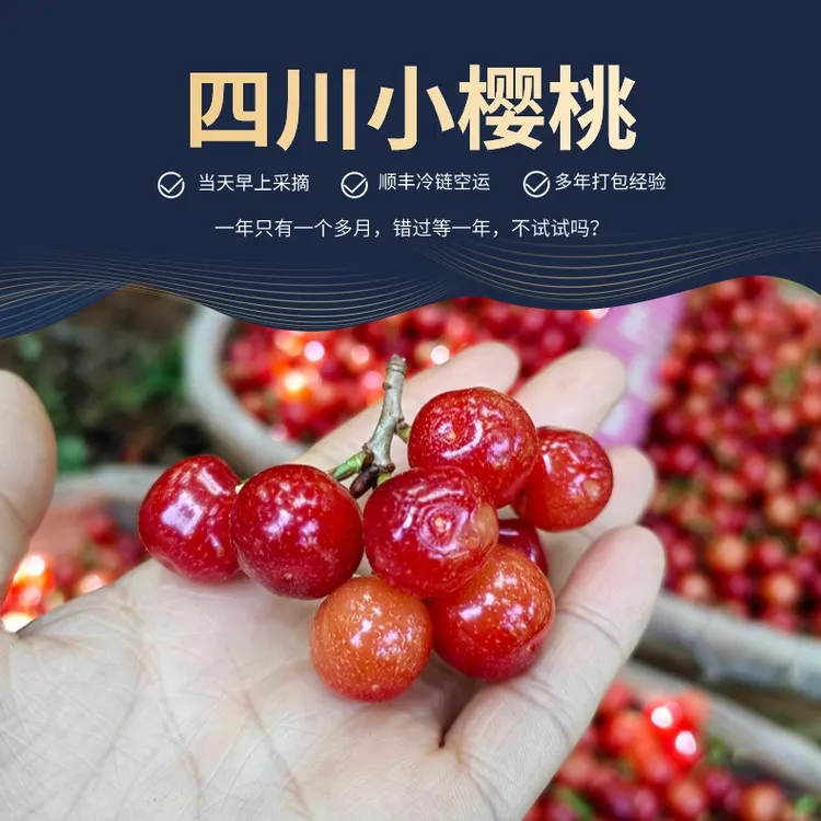 【顺丰空运】四川大凉山冕宁小樱桃甜脆孕妇水果次日达