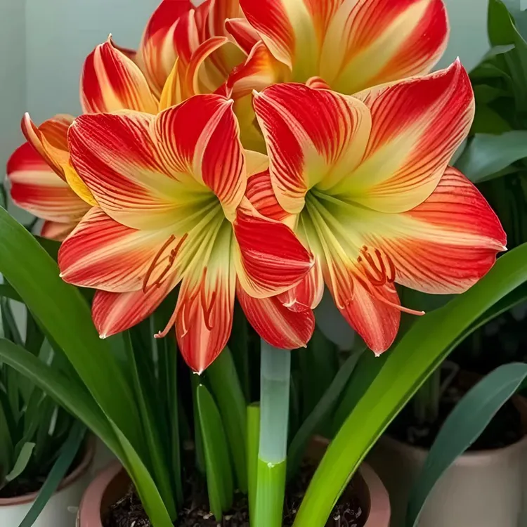 【常年开花】重瓣朱顶红种根盆栽花卉植物客厅绿植花卉大全好养活