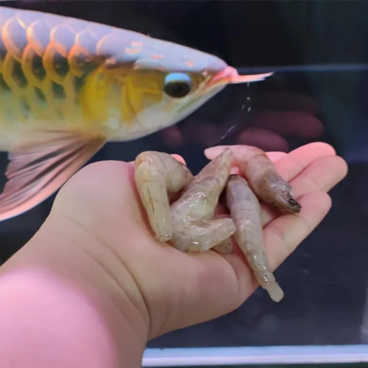 篮溪水族水族观赏鱼食冷冻鱼饲料龙鱼虎魟鱼粮喂食去头尾刺大虾 