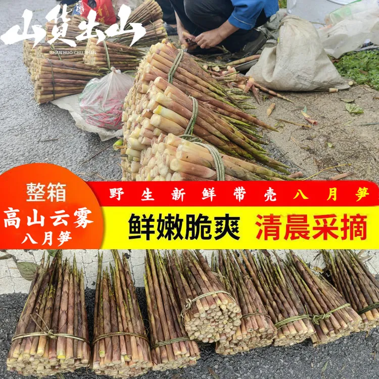 贵州竹笋八月笋新鲜采摘雷公山八月笋鲜嫩小竹笋刺竹笋小竹笋带壳