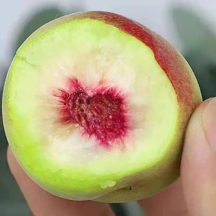 山东潍坊正宗青州蜜桃新鲜毛桃子甜桃青桃孕妇脆甜应季水果包邮