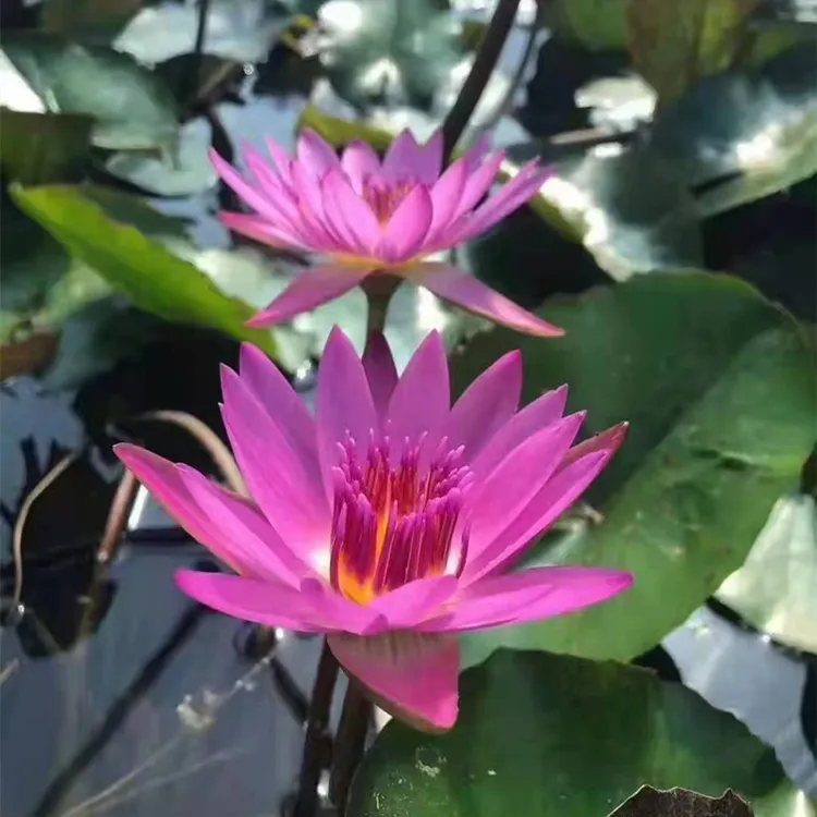 睡莲 鲁比 东方红带花苞 热带睡莲花苗庭院水池水缸水生植物花卉