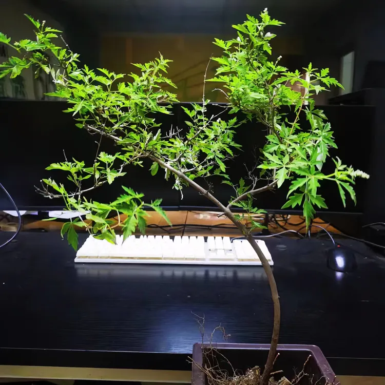 太行山小叶黄荆盆景造型独特意境优美老桩飘枝文人造型扭曲枝干