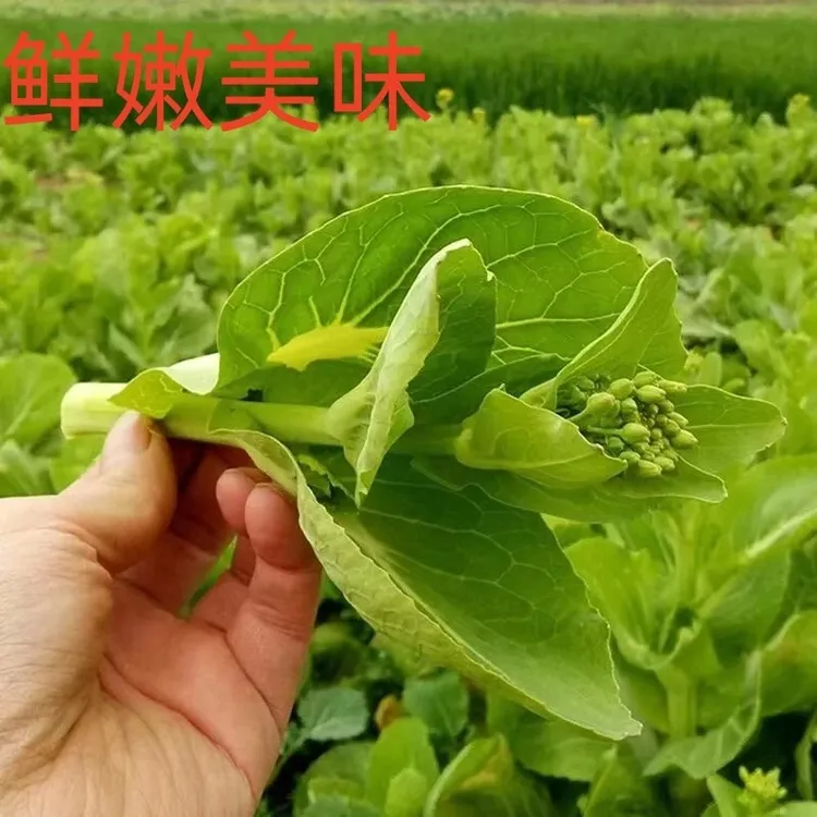 贵州农家自种白菜苔新鲜蔬菜现摘现发（小将菜苔）