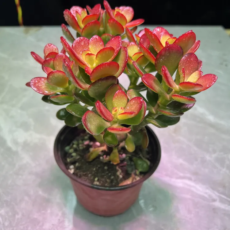 摇钱树 好看好养 多肉植物