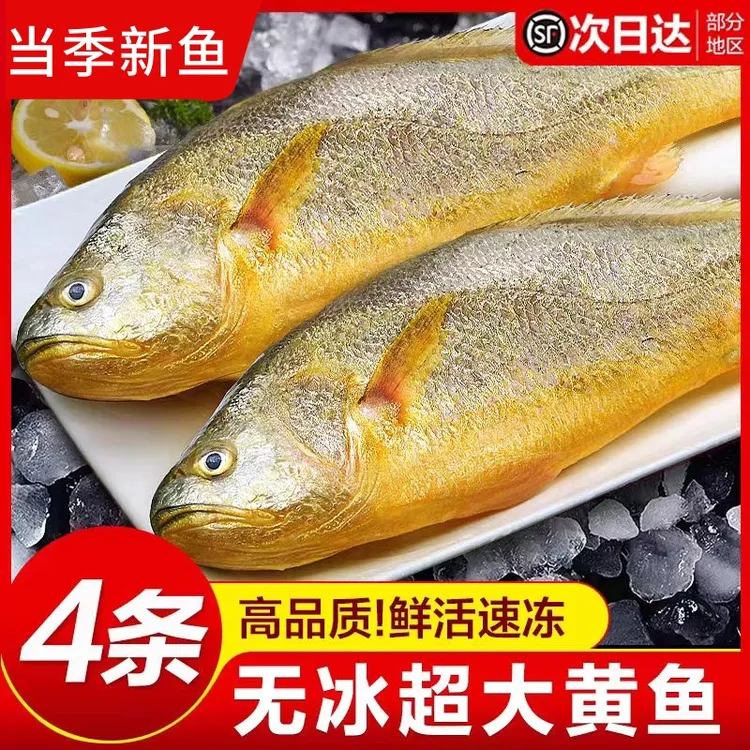 【大号黄鱼4条】现捕冷冻黄鱼黄花鱼450g-500g条冷冻水产