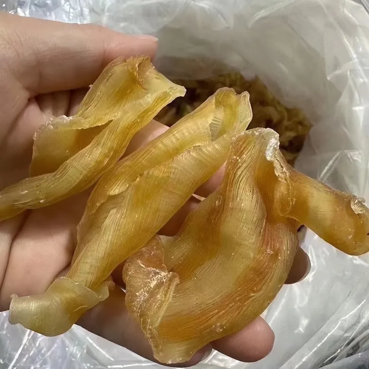 深海红鳘胶 凤尾胶 胶原蛋白满满 炖甜品 花胶奶冻腥味少