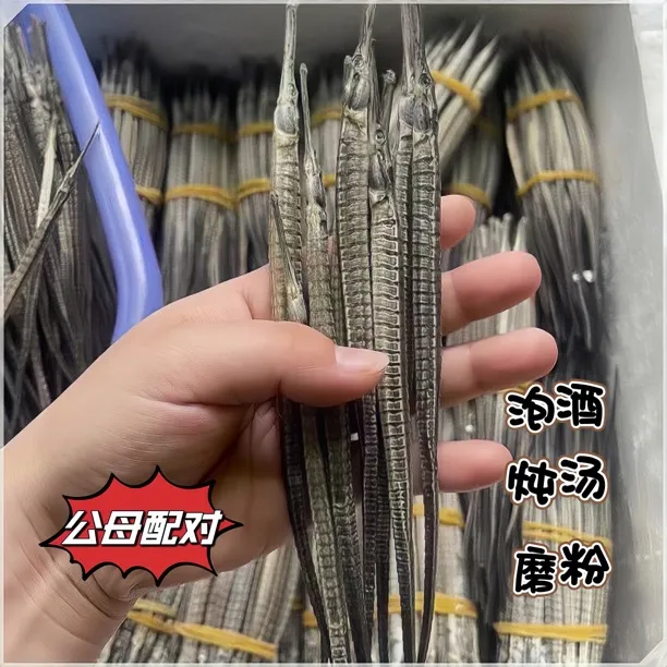 海龙干 煲汤泡酒料 公母配对 海鲜干货 20条包邮